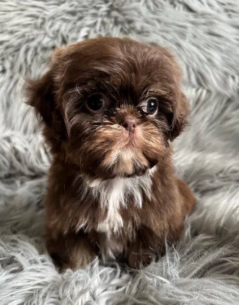ULTIMI 3 CUCCIOLI IMPERIAL SHIH TZUper adozione