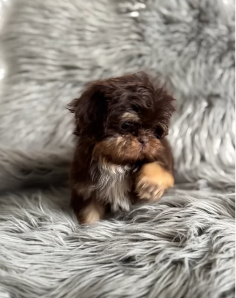 ULTIMI 3 CUCCIOLI IMPERIAL SHIH TZUper adozione