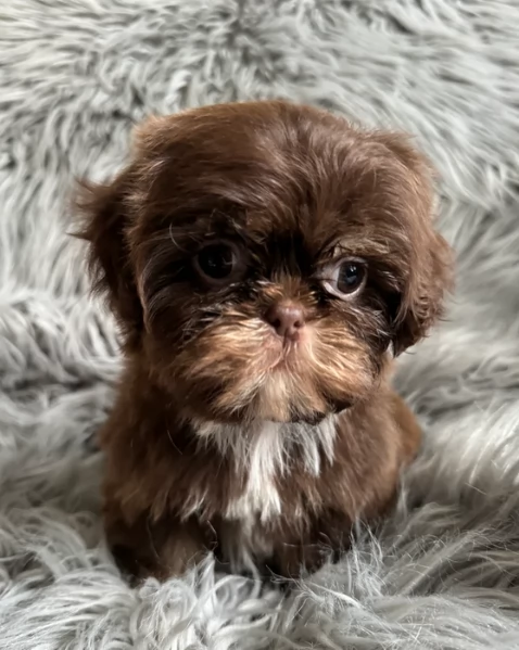 ULTIMI 3 CUCCIOLI IMPERIAL SHIH TZUper adozione | Foto 3