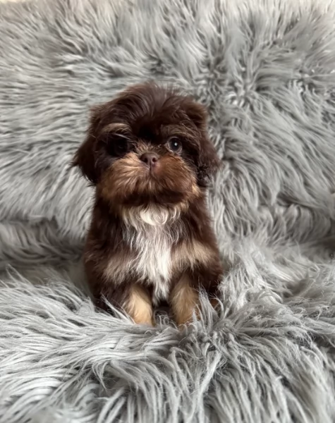 ULTIMI 3 CUCCIOLI IMPERIAL SHIH TZUper adozione | Foto 0