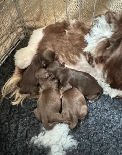 ULTIMI 3 CUCCIOLI IMPERIAL SHIH TZUper adozione | Foto 4