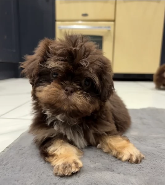 ULTIMI 3 CUCCIOLI IMPERIAL SHIH TZUper adozione | Foto 0