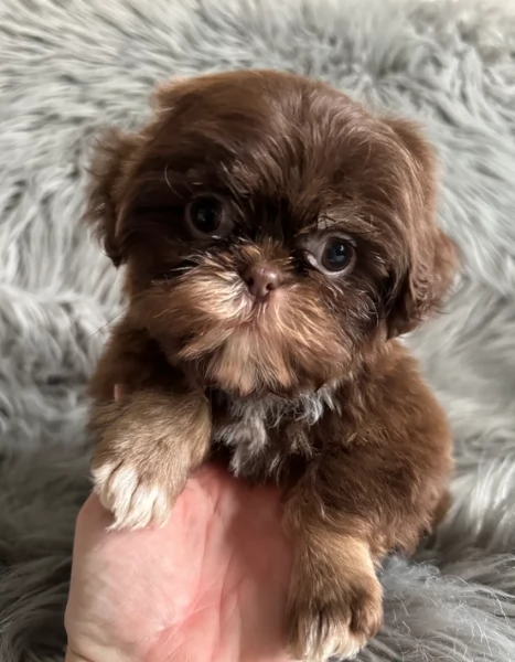 ULTIMI 3 CUCCIOLI IMPERIAL SHIH TZUper adozione | Foto 4