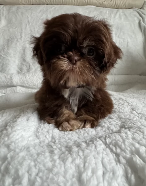 ULTIMI 3 CUCCIOLI IMPERIAL SHIH TZUper adozione