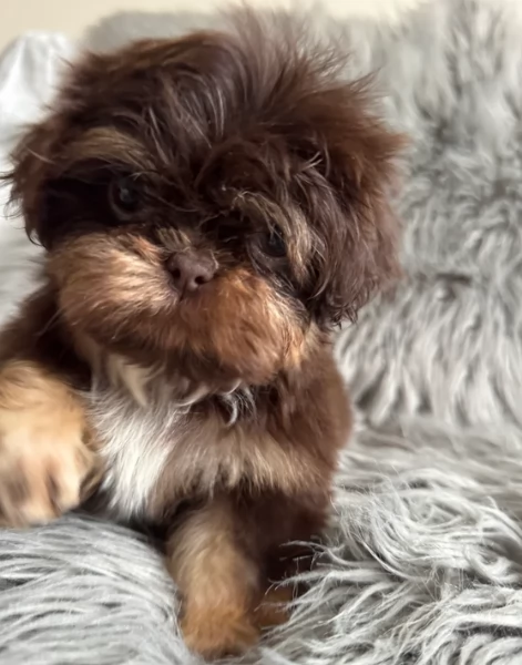 ULTIMI 3 CUCCIOLI IMPERIAL SHIH TZUper adozione | Foto 0