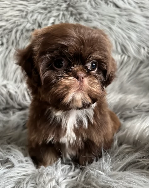 ULTIMI 3 CUCCIOLI IMPERIAL SHIH TZUper adozione | Foto 0