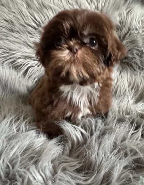 ULTIMI 3 CUCCIOLI IMPERIAL SHIH TZUper adozione | Foto 4