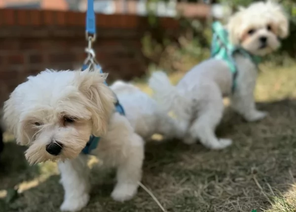 Prestigiosa bellissimi maltese per adozione | Foto 1