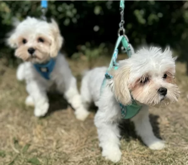 Prestigiosa bellissimi maltese per adozione | Foto 0