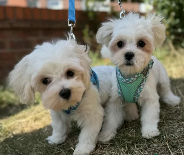 Prestigiosa bellissimi maltese per adozione