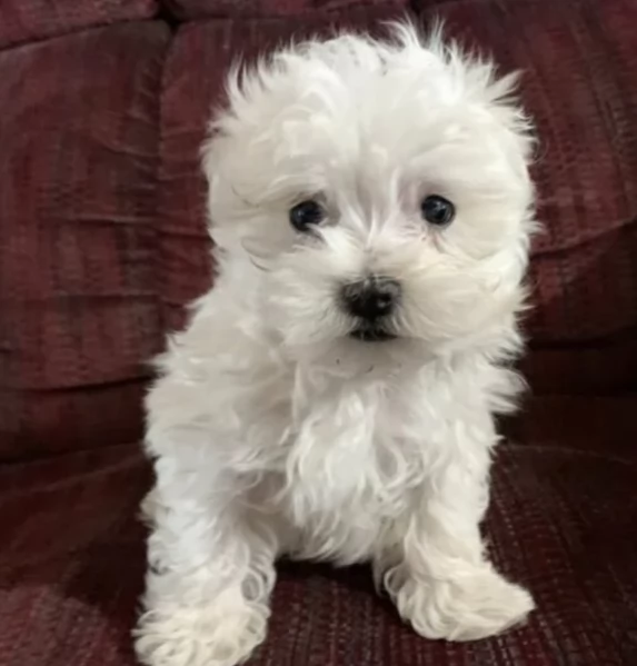 Prestigiosa bellissimi maltese per adozione | Foto 3