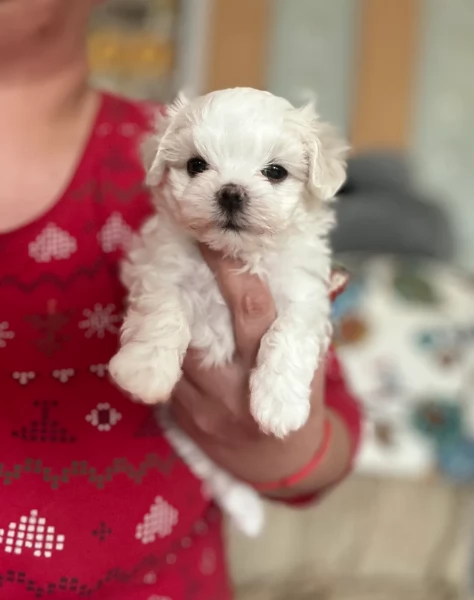 Prestigiosa bellissimi maltese per adozione | Foto 2