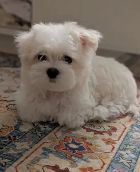 Prestigiosa bellissimi maltese per adozione | Foto 2