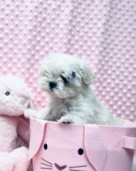 Prestigiosa bellissimi maltese per adozione | Foto 6