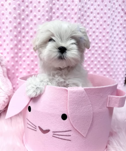 Prestigiosa bellissimi maltese per adozione | Foto 5