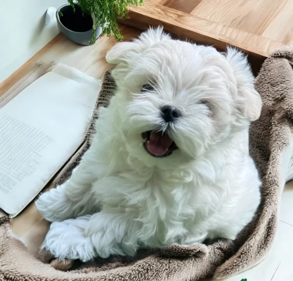 Prestigiosa bellissimi maltese per adozione | Foto 4