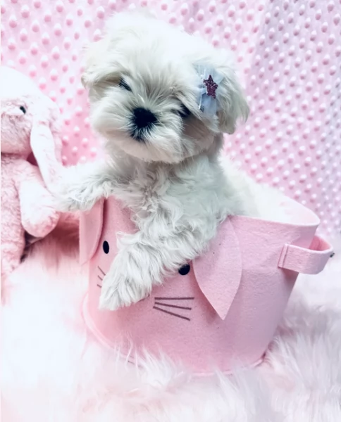 Prestigiosa bellissimi maltese per adozione