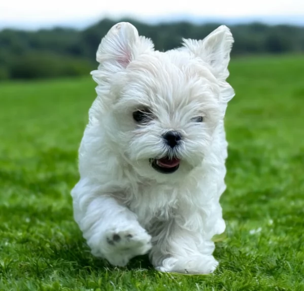 Prestigiosa bellissimi maltese per adozione | Foto 2