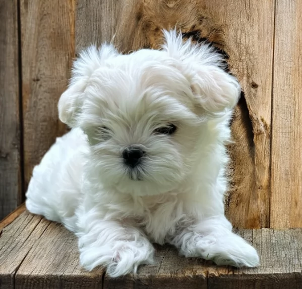 Prestigiosa bellissimi maltese per adozione | Foto 1