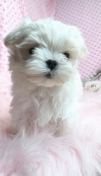 Prestigiosa bellissimi maltese per adozione | Foto 0