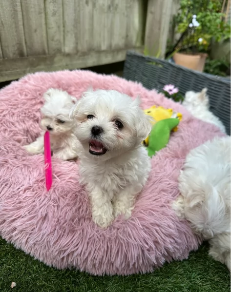 Prestigiosa bellissimi maltese per adozione | Foto 2