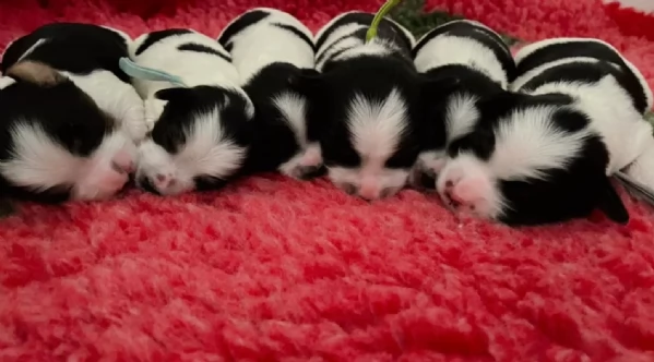 Biewer Yorkshire Terriers toy picolo razza per adozione regalo | Foto 3