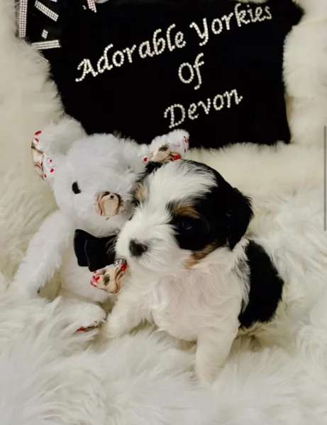 Biewer Yorkshire Terriers toy picolo razza per adozione regalo | Foto 1