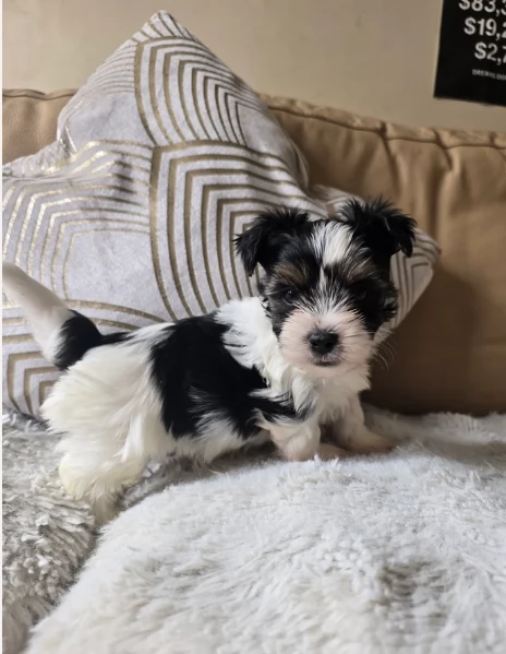 Biewer Yorkshire Terriers toy picolo razza per adozione regalo