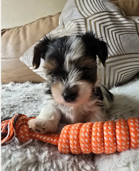 Biewer Yorkshire Terriers toy picolo razza per adozione regalo | Foto 1