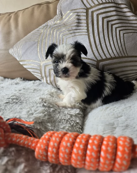 Biewer Yorkshire Terriers toy picolo razza per adozione regalo | Foto 0