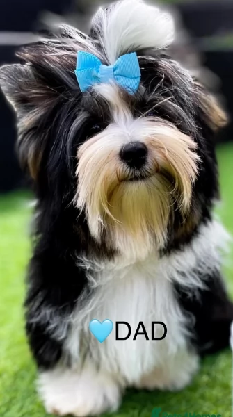 Biewer Yorkshire Terriers toy picolo razza per adozione regalo | Foto 1