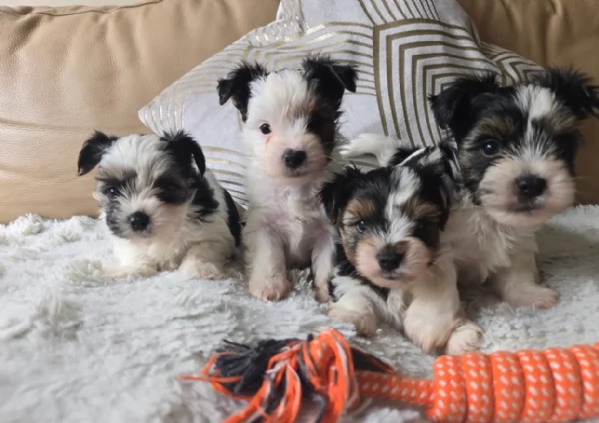 Biewer Yorkshire Terriers toy picolo razza per adozione regalo