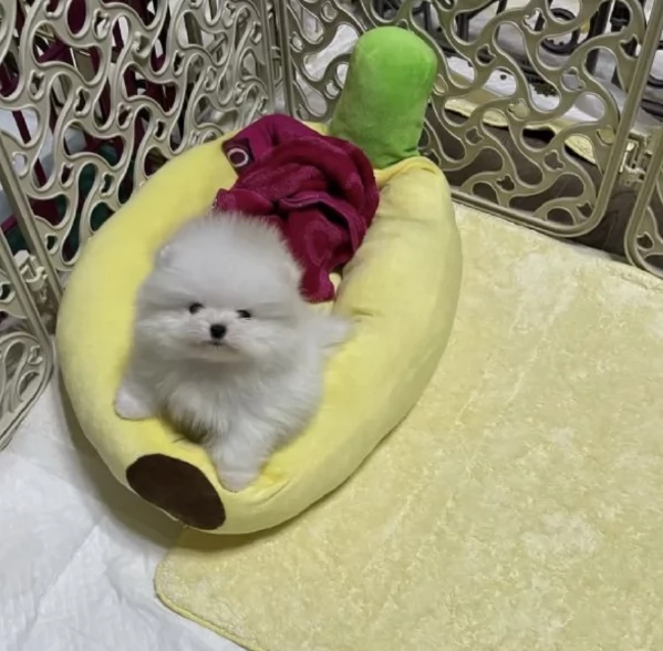 dolcissima pomeranian maschio e femmina per ladozione | Foto 4