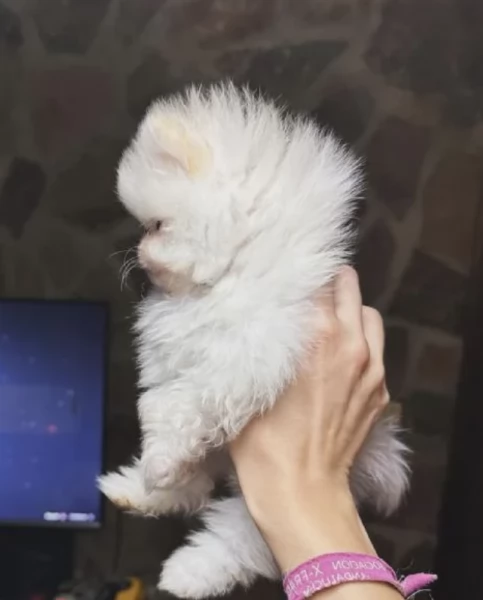 dolcissima pomeranian maschio e femmina per ladozione