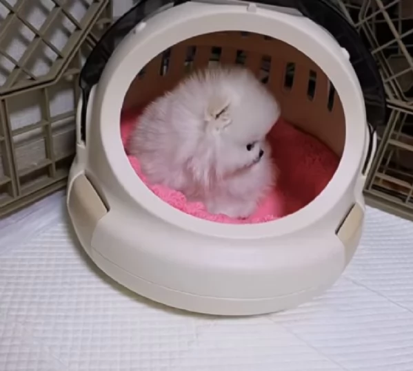 dolcissima pomeranian maschio e femmina per ladozione | Foto 0