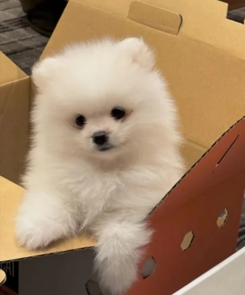 dolcissima pomeranian maschio e femmina per ladozione | Foto 2