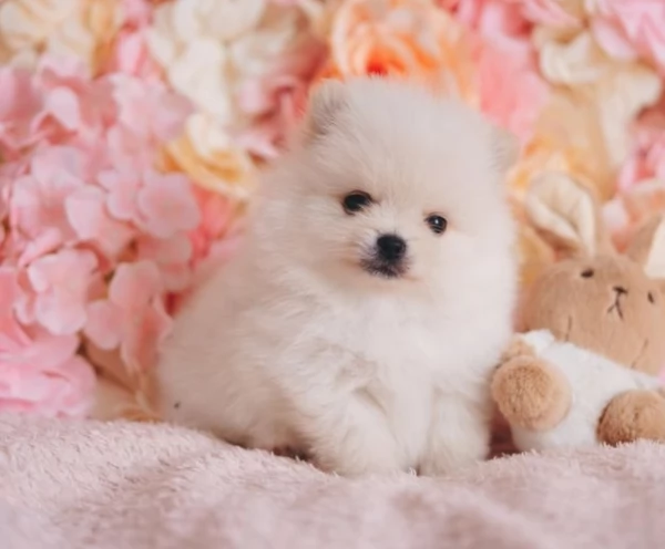 dolcissima pomeranian maschio e femmina per ladozione | Foto 2