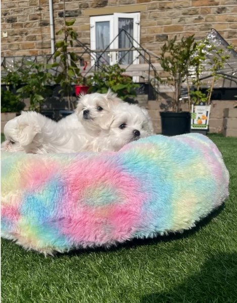 dolcissima maltese maschio e femmina per ladozione | Foto 3