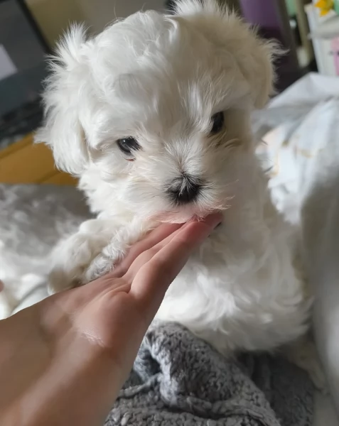 dolcissima maltese maschio e femmina per ladozione | Foto 0
