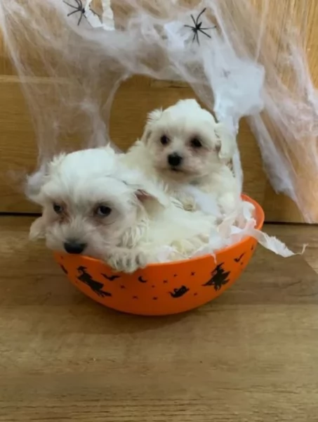 dolcissima maltese maschio e femmina per ladozione | Foto 1