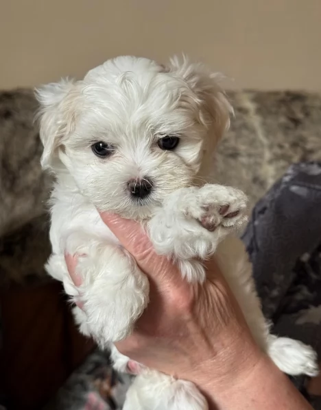 dolcissima maltese maschio e femmina per ladozione