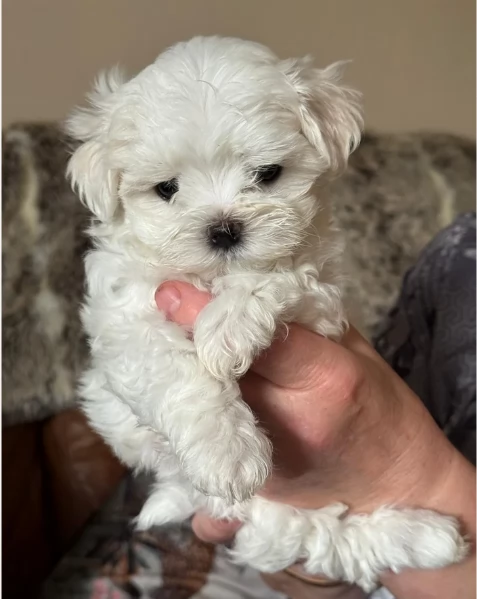 dolcissima maltese maschio e femmina per ladozione | Foto 5