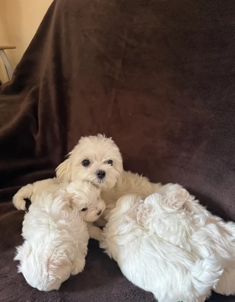 dolcissima maltese maschio e femmina per ladozione | Foto 4