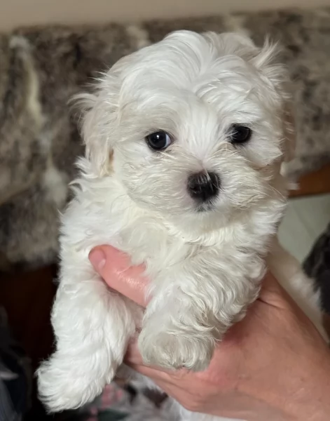 dolcissima maltese maschio e femmina per ladozione | Foto 3