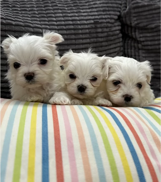 dolcissima maltese maschio e femmina per ladozione