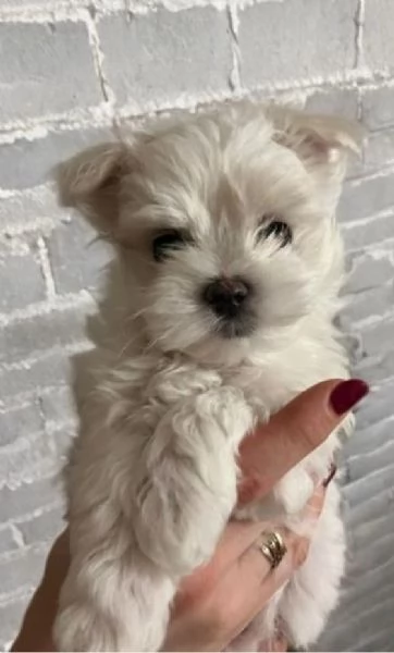 dolcissima maltese maschio e femmina per ladozione | Foto 4