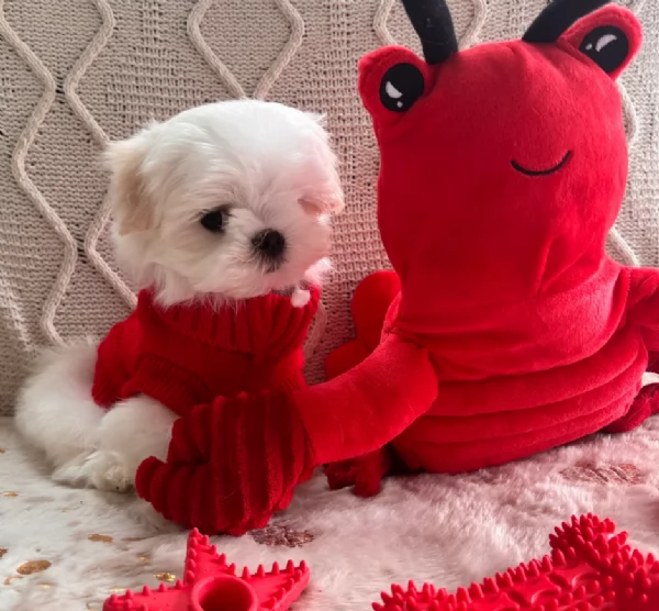 dolcissima maltese maschio e femmina per ladozione | Foto 5