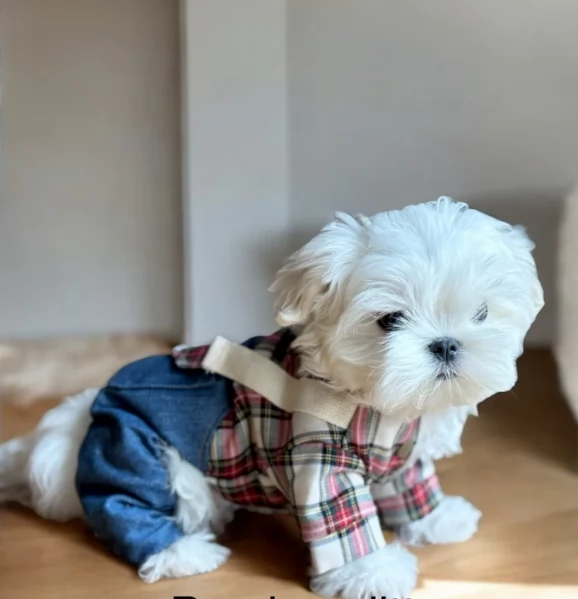 dolcissima maltese maschio e femmina per ladozione
