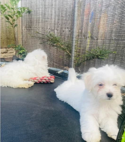 dolcissima maltese maschio e femmina per ladozione | Foto 3