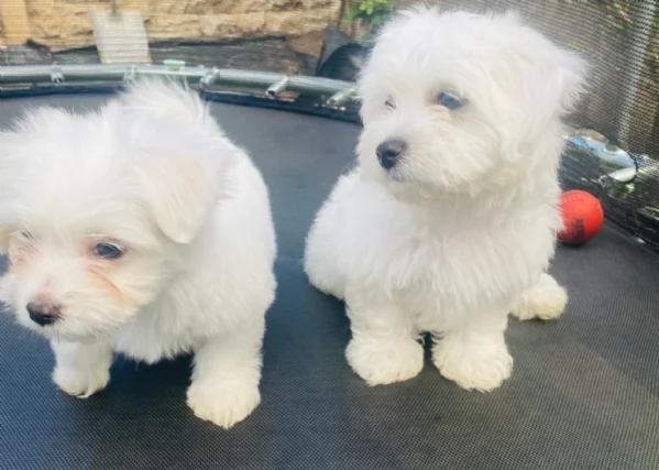dolcissima maltese maschio e femmina per ladozione | Foto 2
